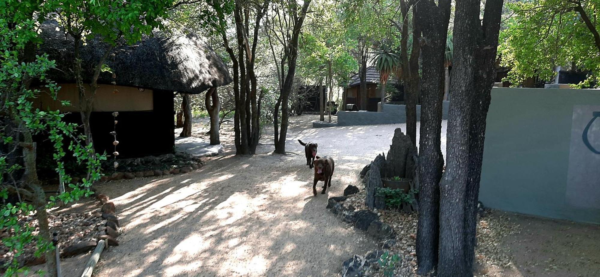 Off Beat Safaris Bush Lodge Hoedspruit Eksteriør bilde